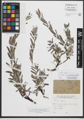 Foto von Salix repens subsp. repens L.